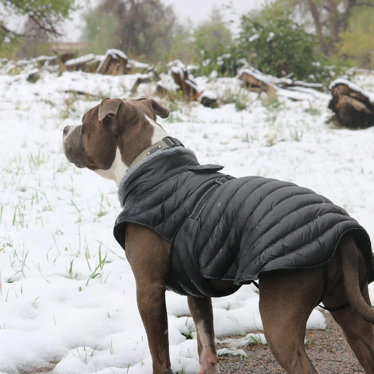 Alpine Extreme Weather Puffer Dog Coat Black